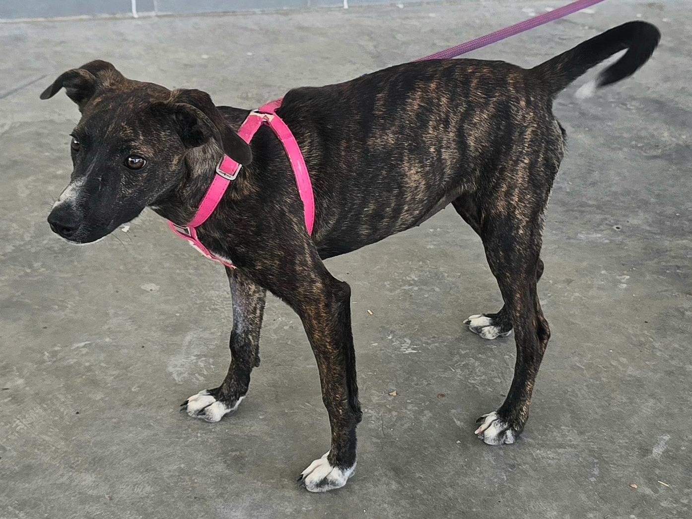 Adotta un cane, femmina, 7 mesi, Teramo