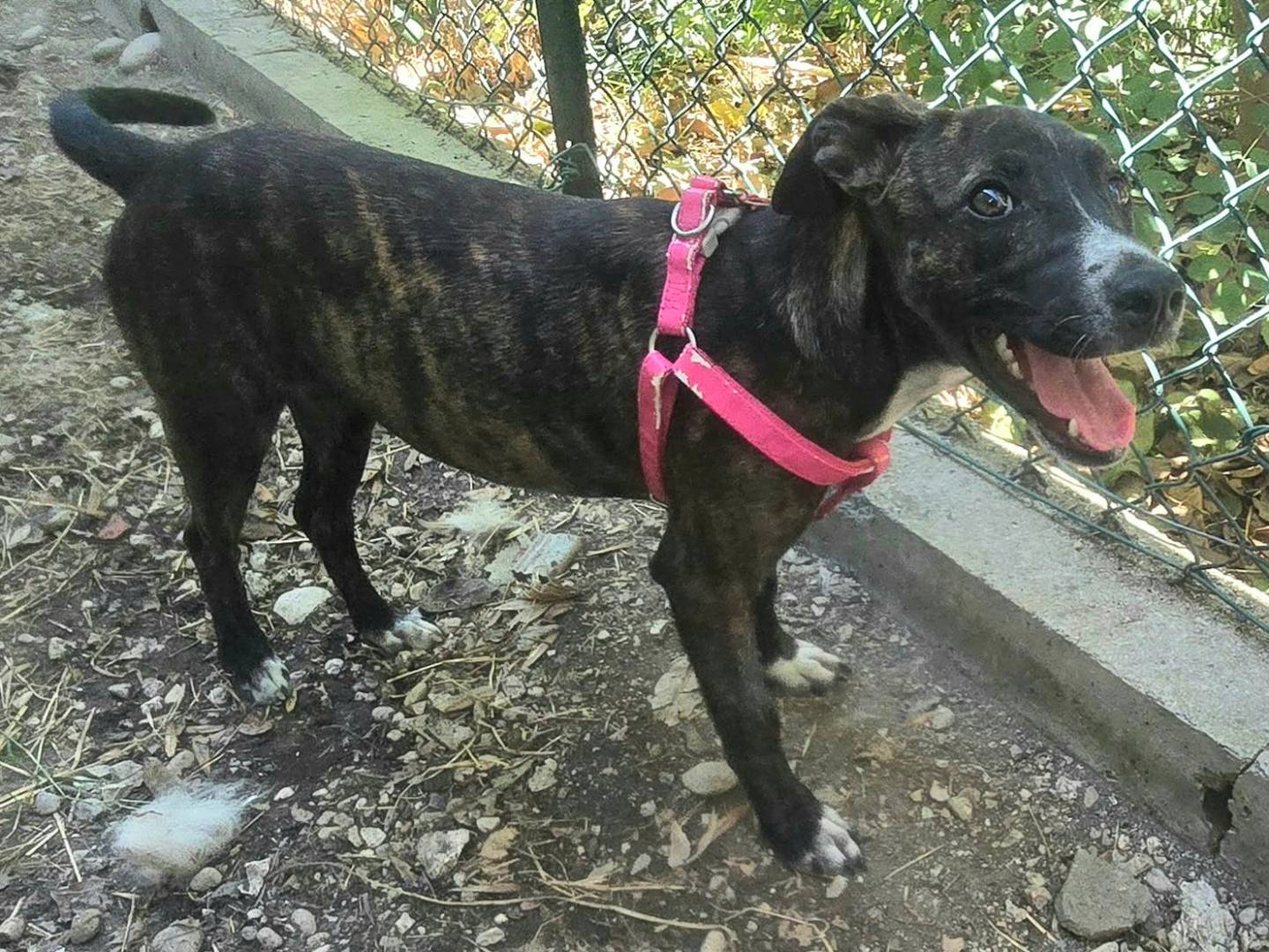 Adotta un cane, taglia media contenuta, femmina, Teramo