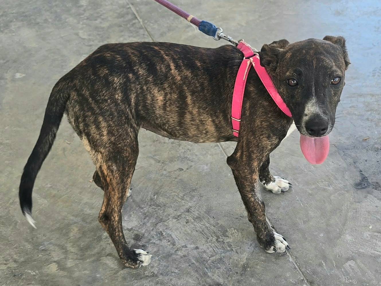 Vuoi adottare un cane a Teramo?
