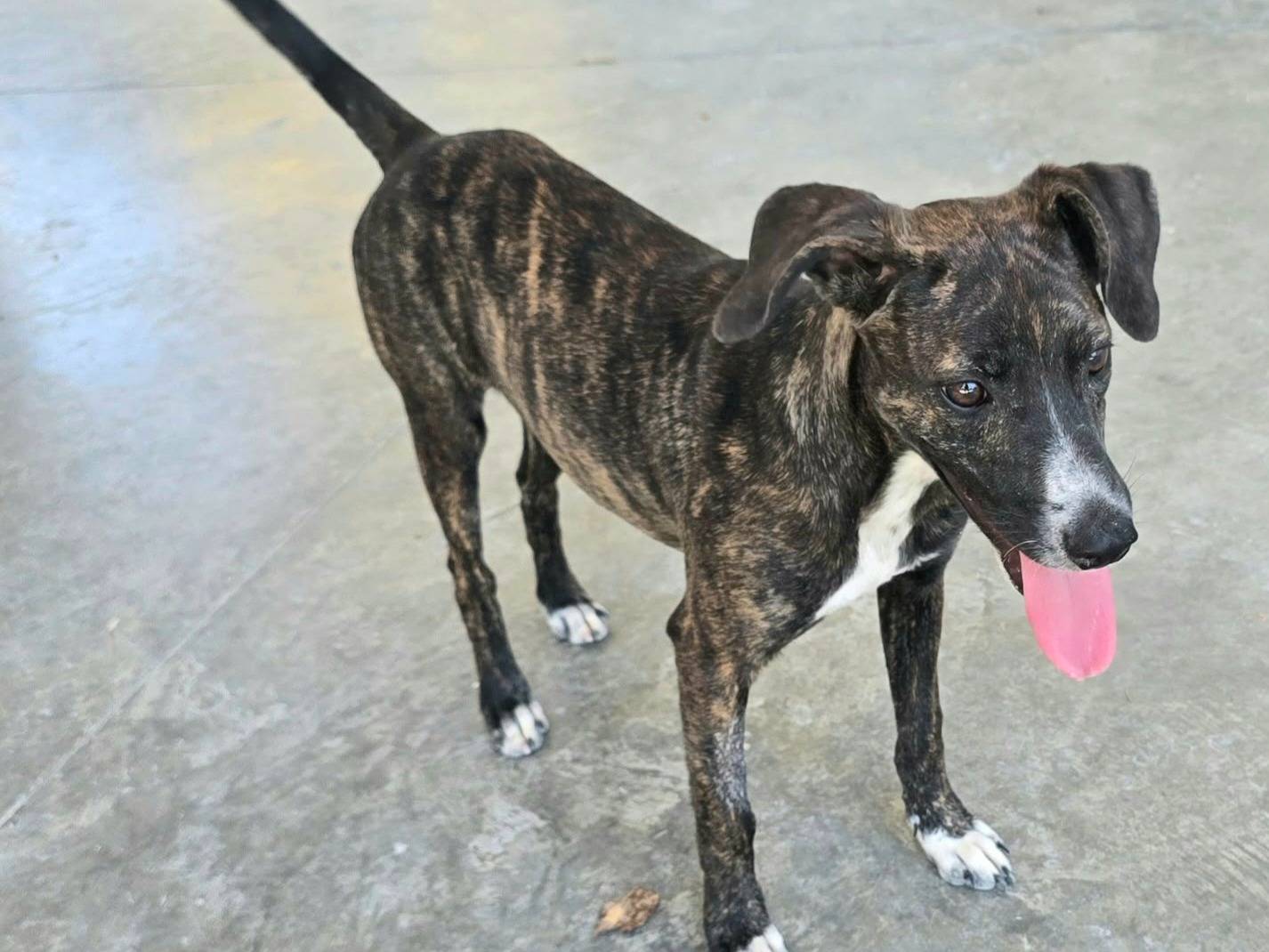 Adotta il cane Clarice a Teramo