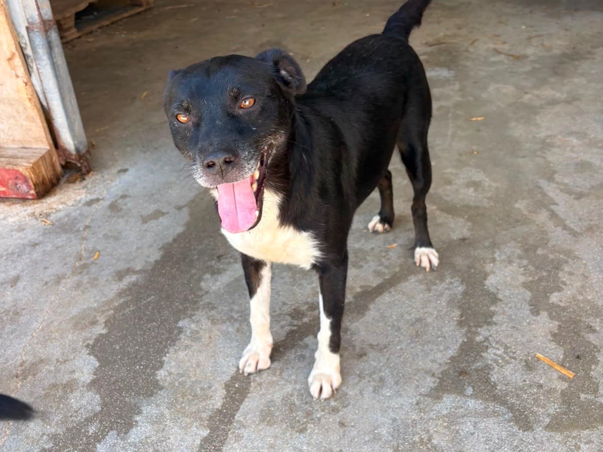 Adotta un cane, taglia media contenuta, maschio, Frosinone