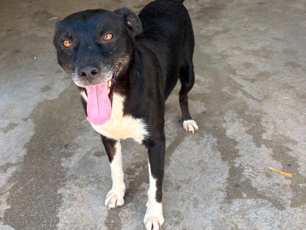 Adotta un cane, maschio, 4 anni e 9 mesi, Frosinone