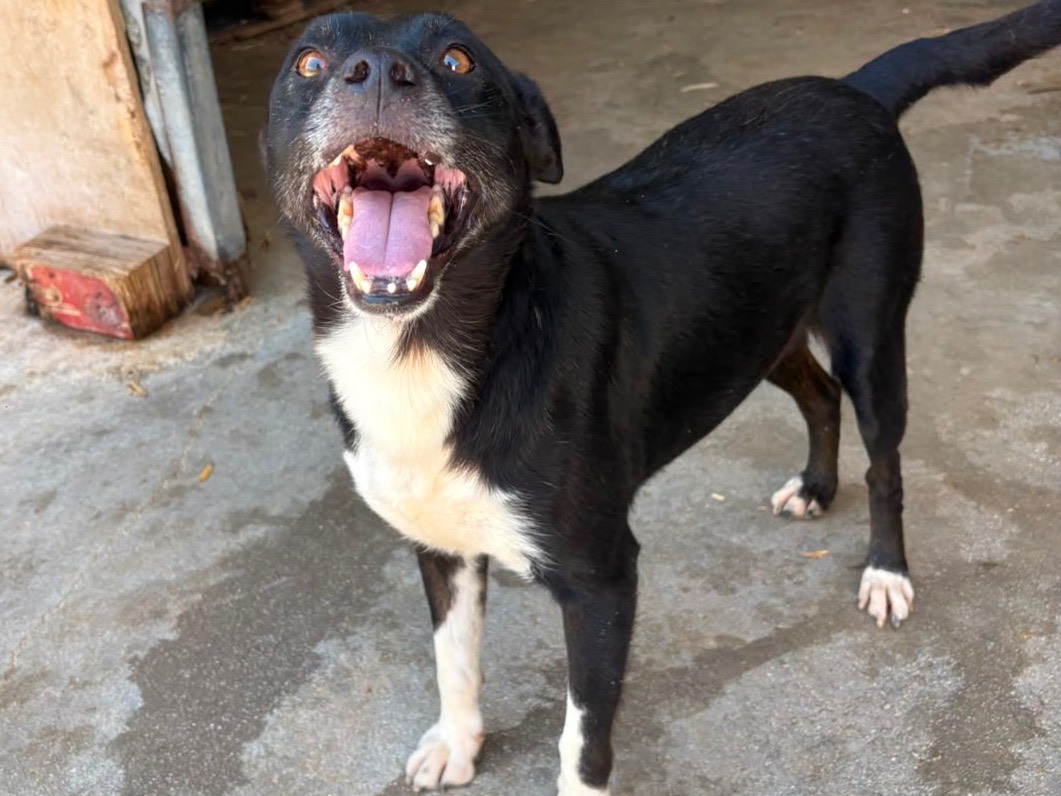 Vuoi adottare un cane a Frosinone?
