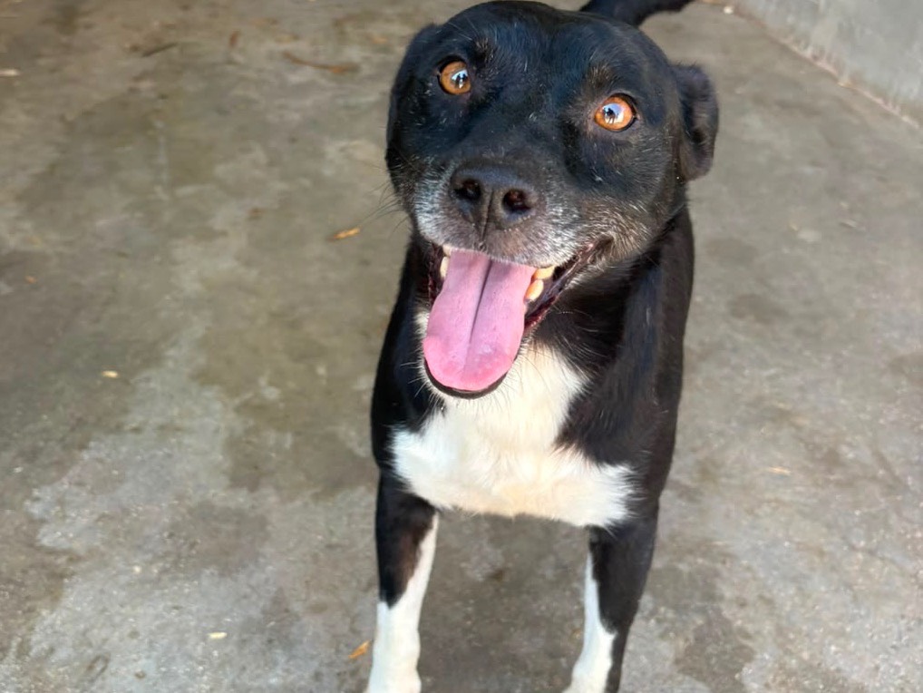 Adozione cane, maschio, Razza sconosciuta Razza sconosciuta, 4 anni e 9 mesi, taglia media contenuta, Frosinone