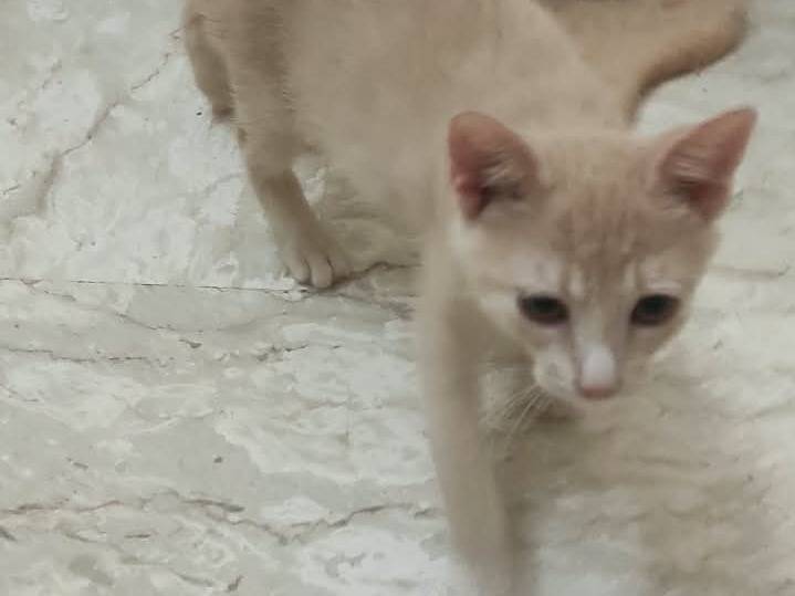 Adotta un gatto, femmina, 2 mesi, Brescia