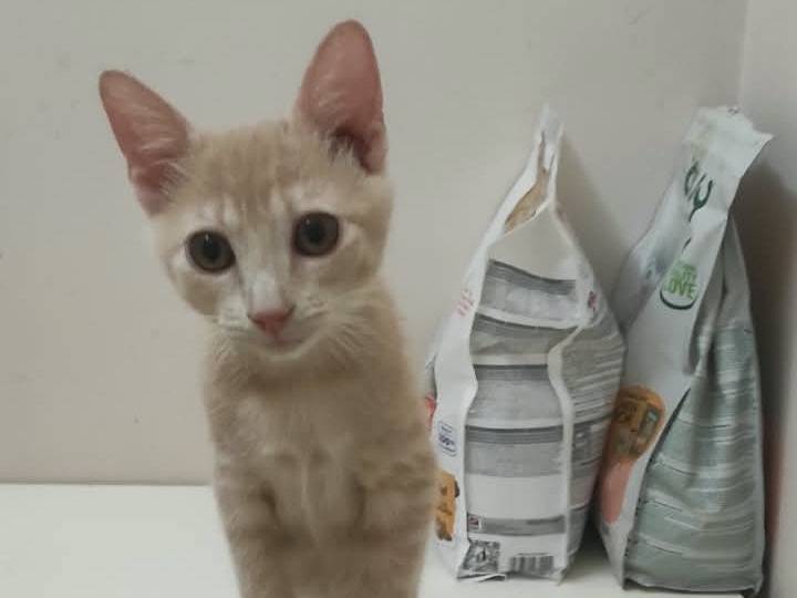 Adotta un gatto, taglia non valida, femmina, Brescia