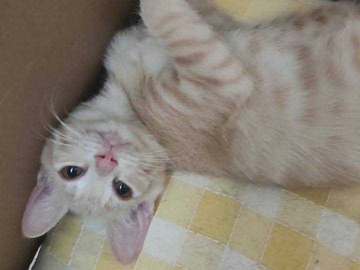 Vuoi adottare un gatto a Brescia?