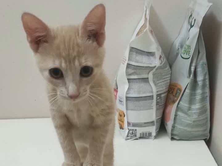 Adozione gatto, femmina, Razza sconosciuta Razza sconosciuta, 2 mesi, taglia non valida, Brescia