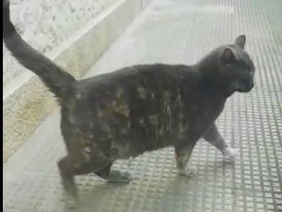 Adotta un gatto, taglia non valida, femmina, Genova