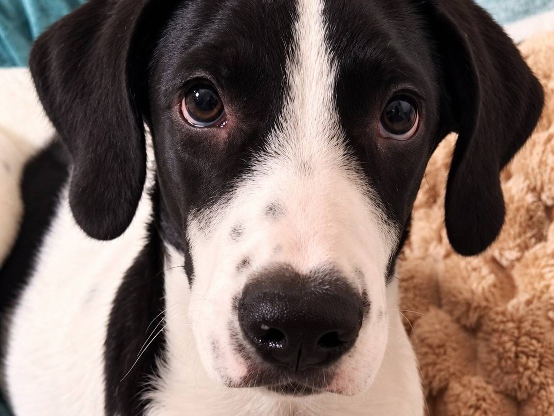 Adozione cane, maschio, Razza sconosciuta Razza sconosciuta, 3 mesi, taglia media, Caserta