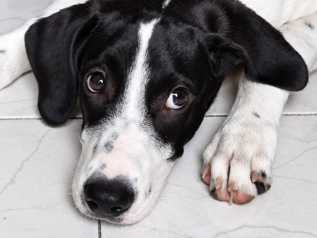 Adotta un cane, maschio, 3 mesi, Caserta