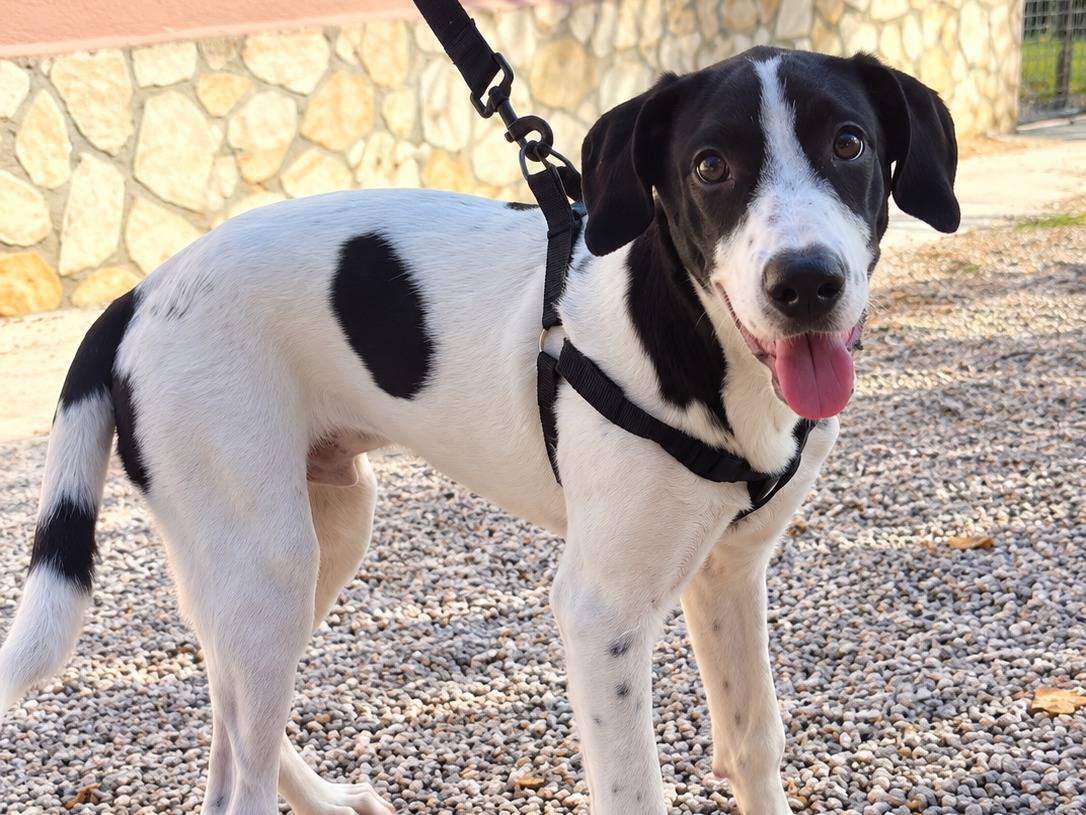 Adotta un cane, taglia media, maschio, Caserta