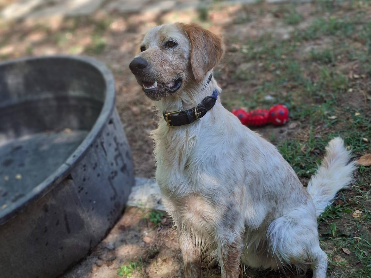 Adozione cane, maschio, Setter Inglese Razza sconosciuta, 1 anno e 8 mesi, taglia media, Asti