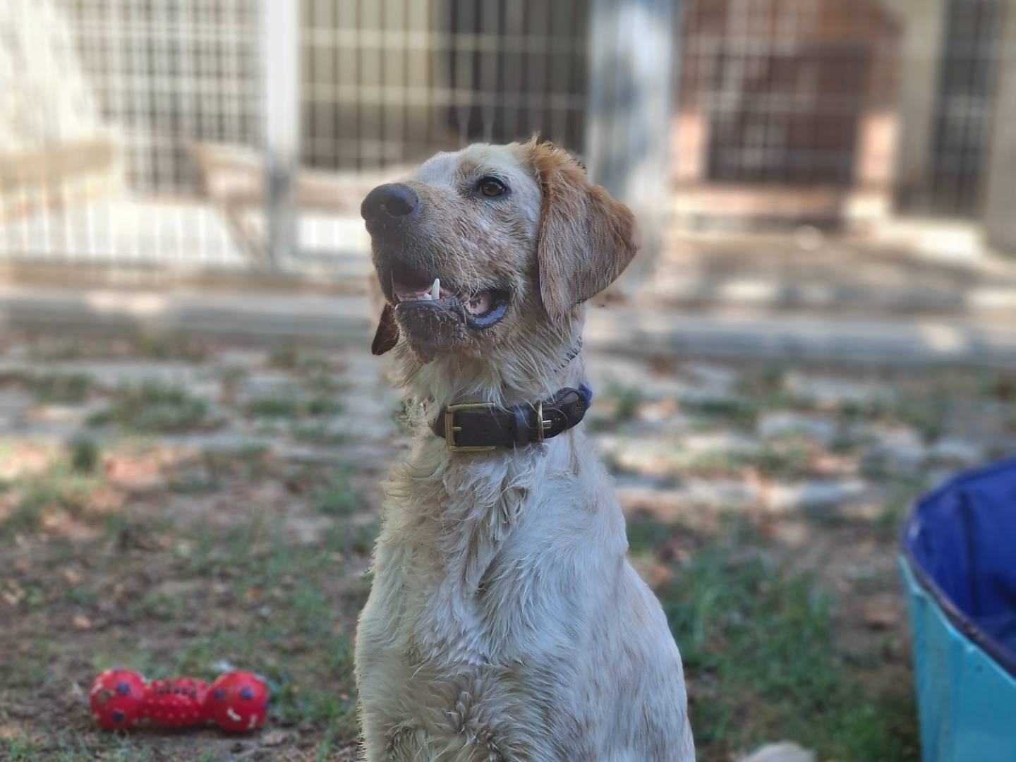 Adotta un cane, maschio, 1 anno e 8 mesi, Asti