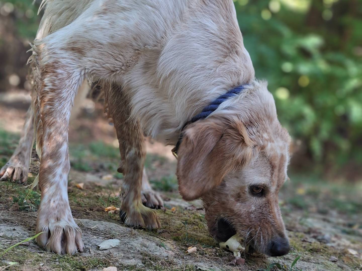Adotta un cane, taglia media, maschio, Asti