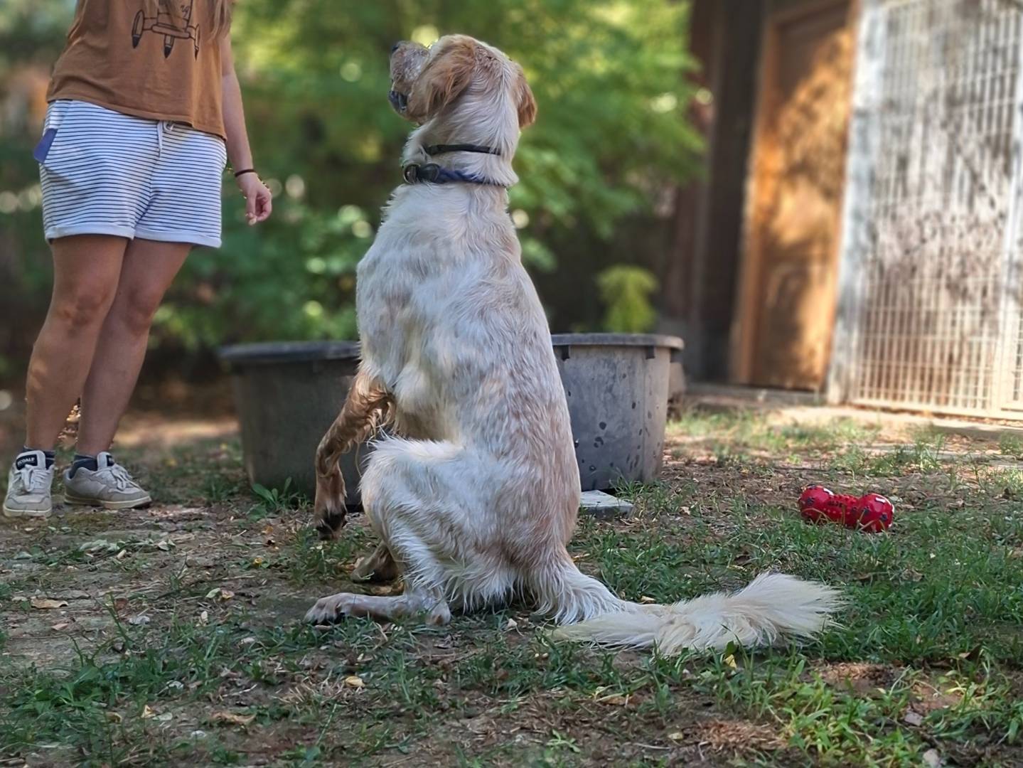 Vuoi adottare un cane a Asti?