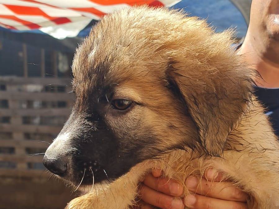 Adotta un cane, maschio, 3 mesi, Trapani