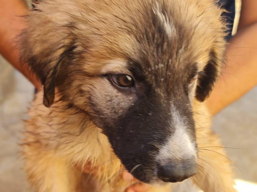 Adotta un cane, taglia media, maschio, Trapani