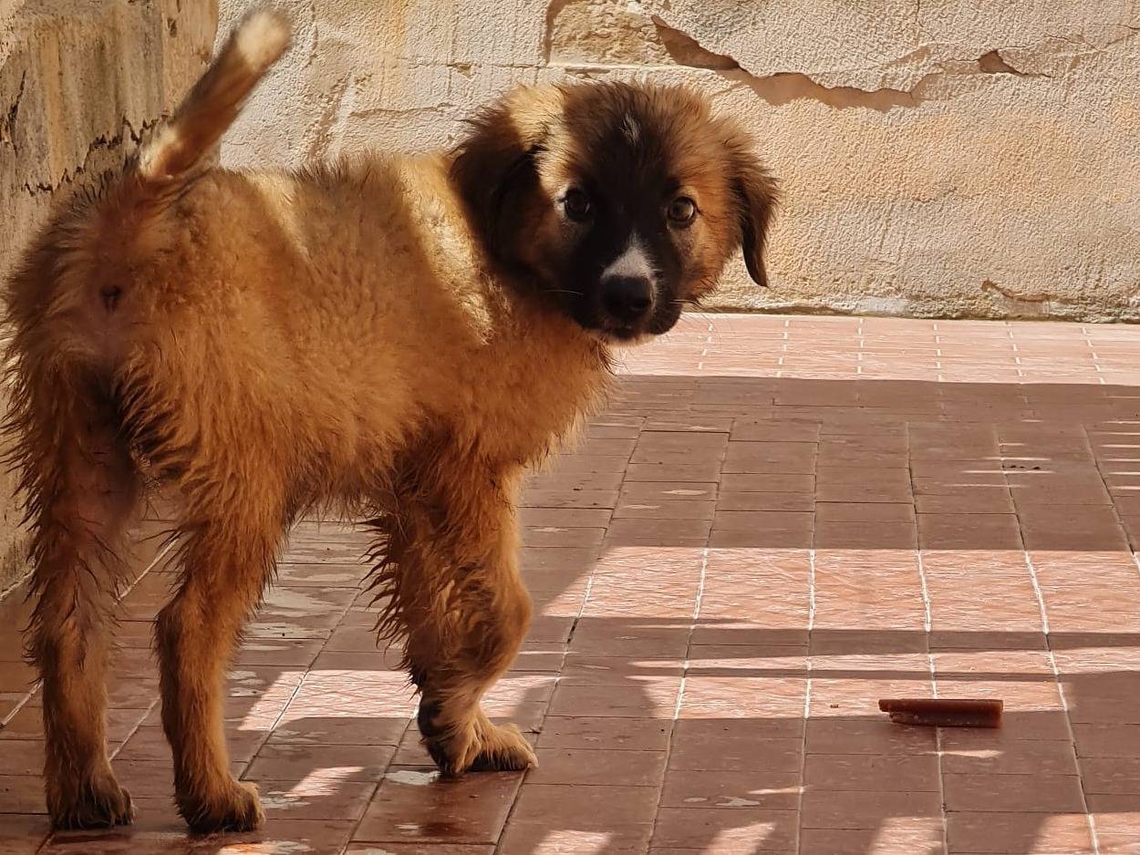 Adozione cane, maschio, Razza sconosciuta Razza sconosciuta, 3 mesi, taglia media, Trapani