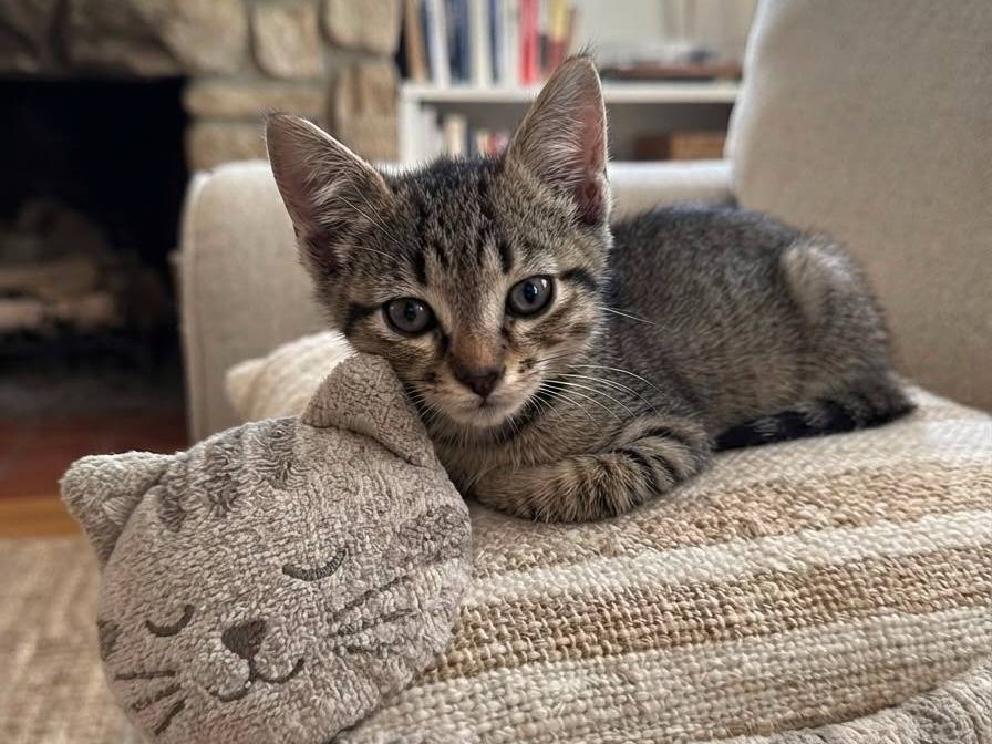 Adozione gatto, maschio, Razza sconosciuta Razza sconosciuta, 3 mesi, taglia non valida, Cremona
