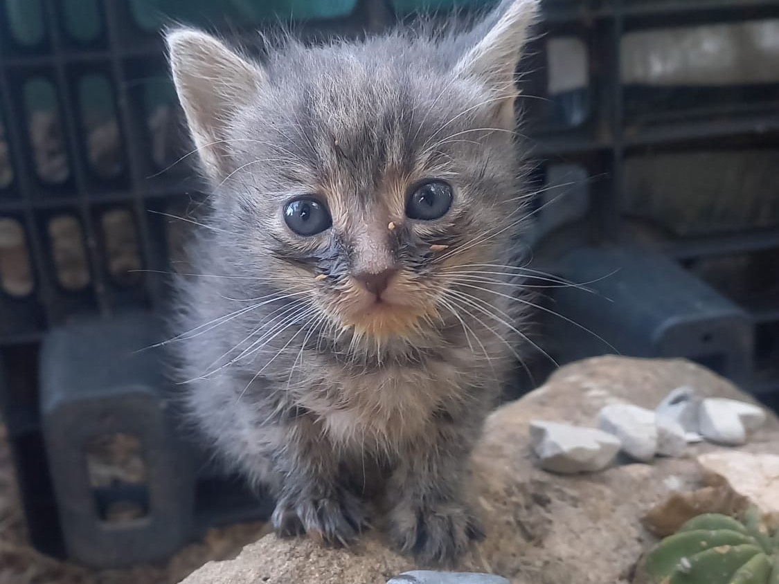Adozione gatto, femmina, Razza sconosciuta Razza sconosciuta, 1 mese, taglia non valida, Sassari