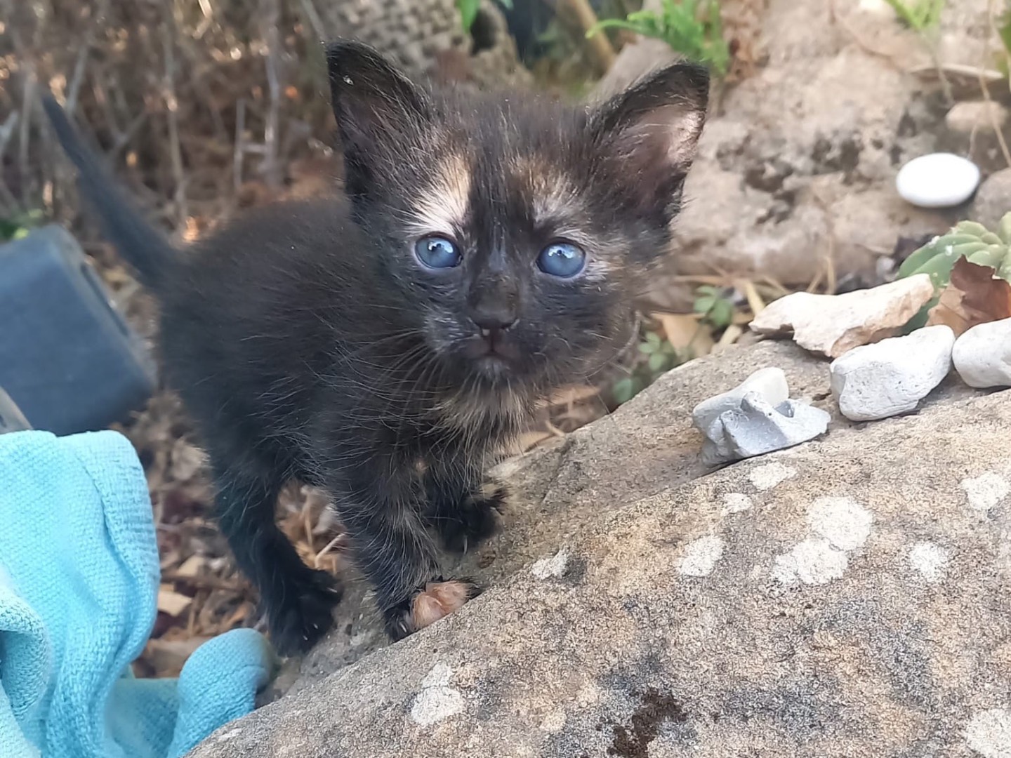 Adozione gatto, femmina, Razza sconosciuta Razza sconosciuta, 1 mese, taglia non valida, Sassari