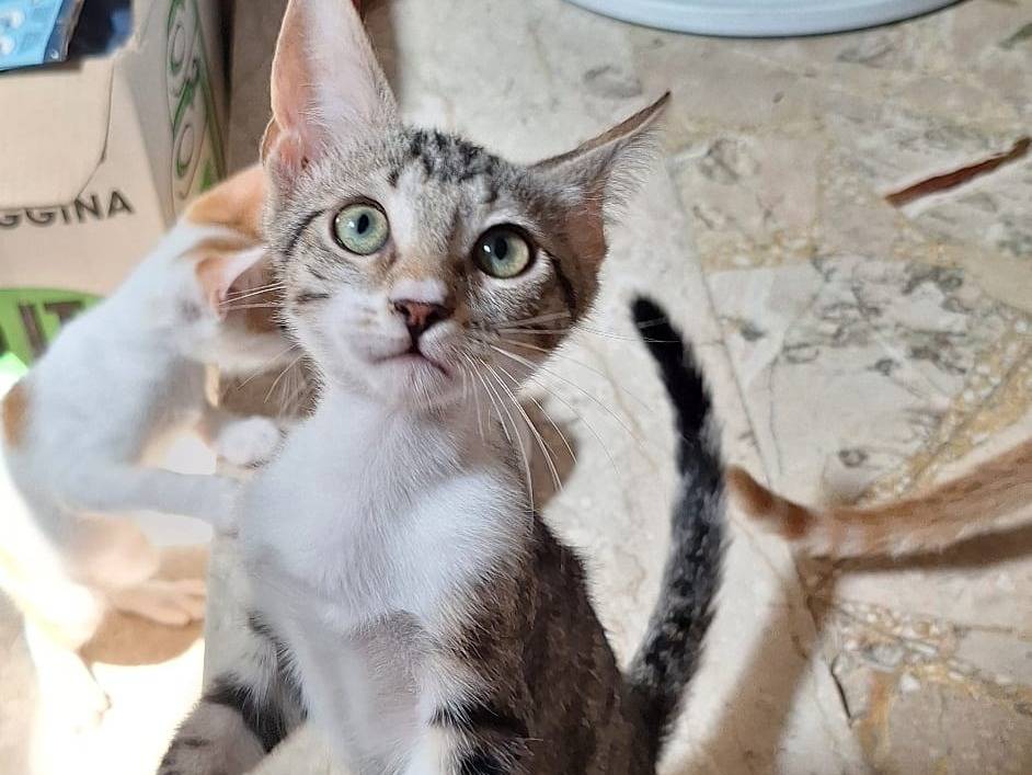 Vuoi adottare un gatto a Milano?