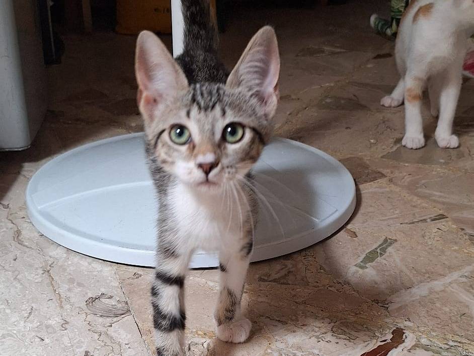 Adotta il gatto AMAYO a Milano