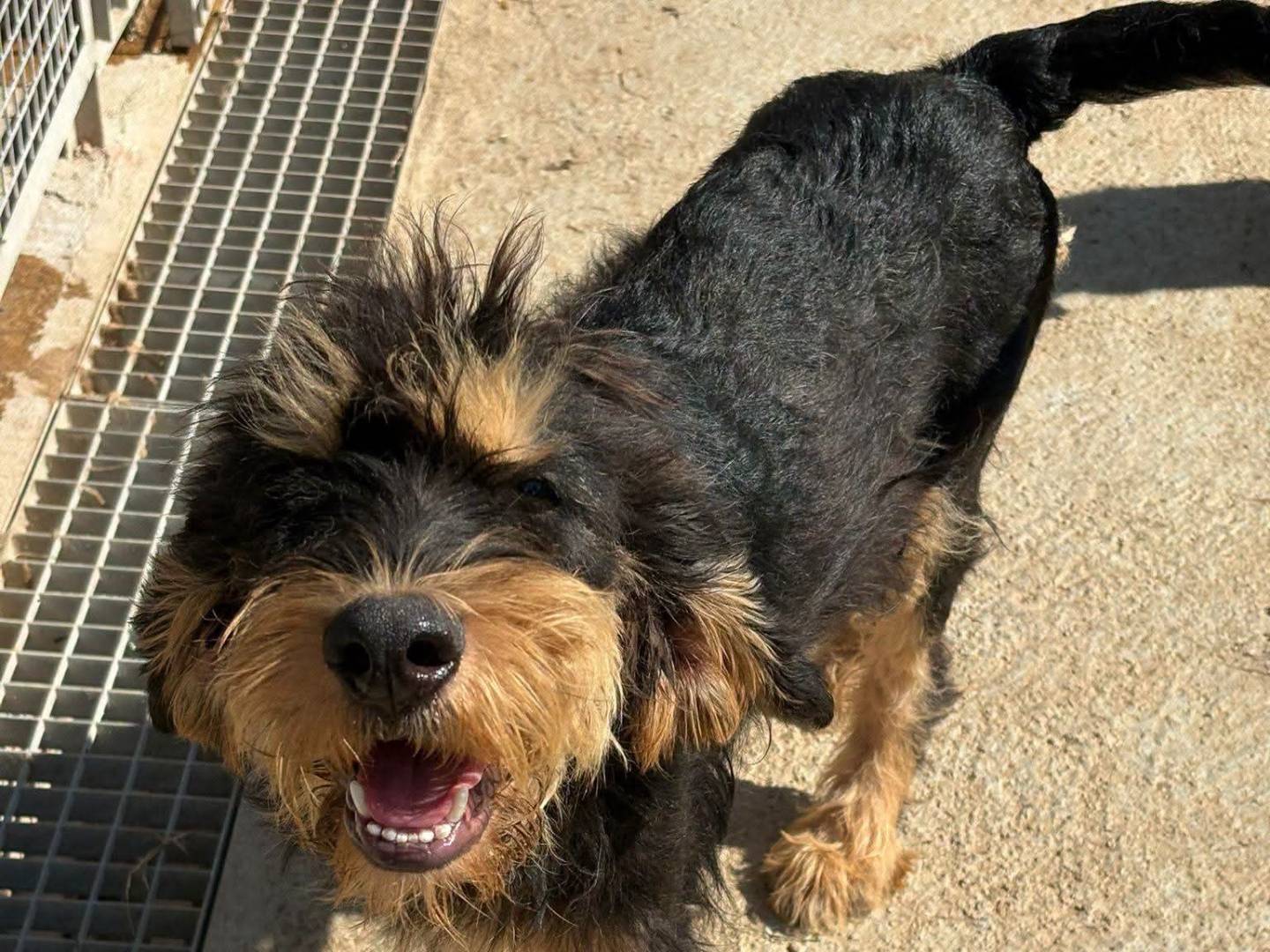 Adozione cane, maschio, Spinone Razza sconosciuta, 9 mesi, taglia piccola, Vibo