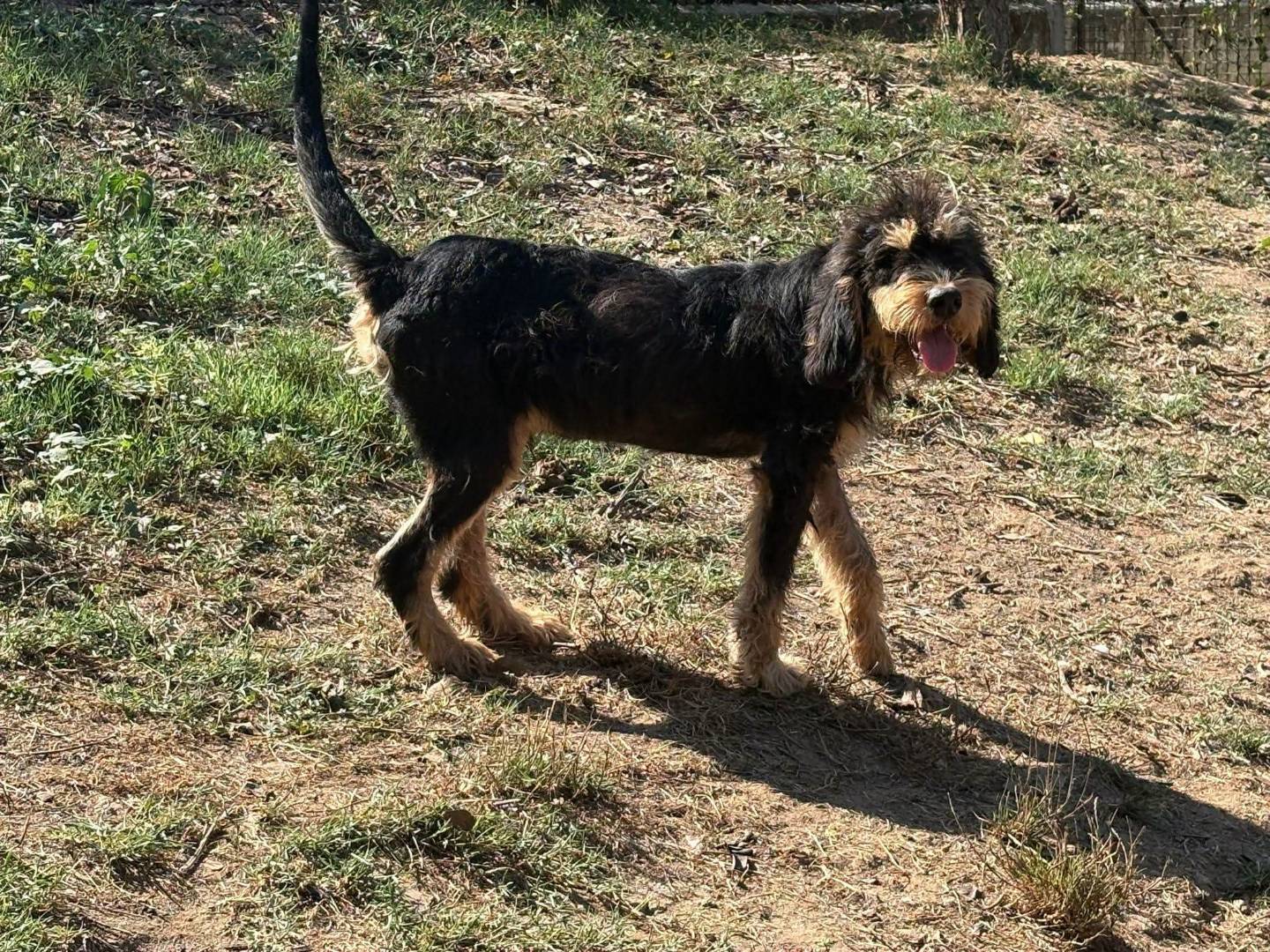 Adotta un cane, maschio, 9 mesi, Vibo
