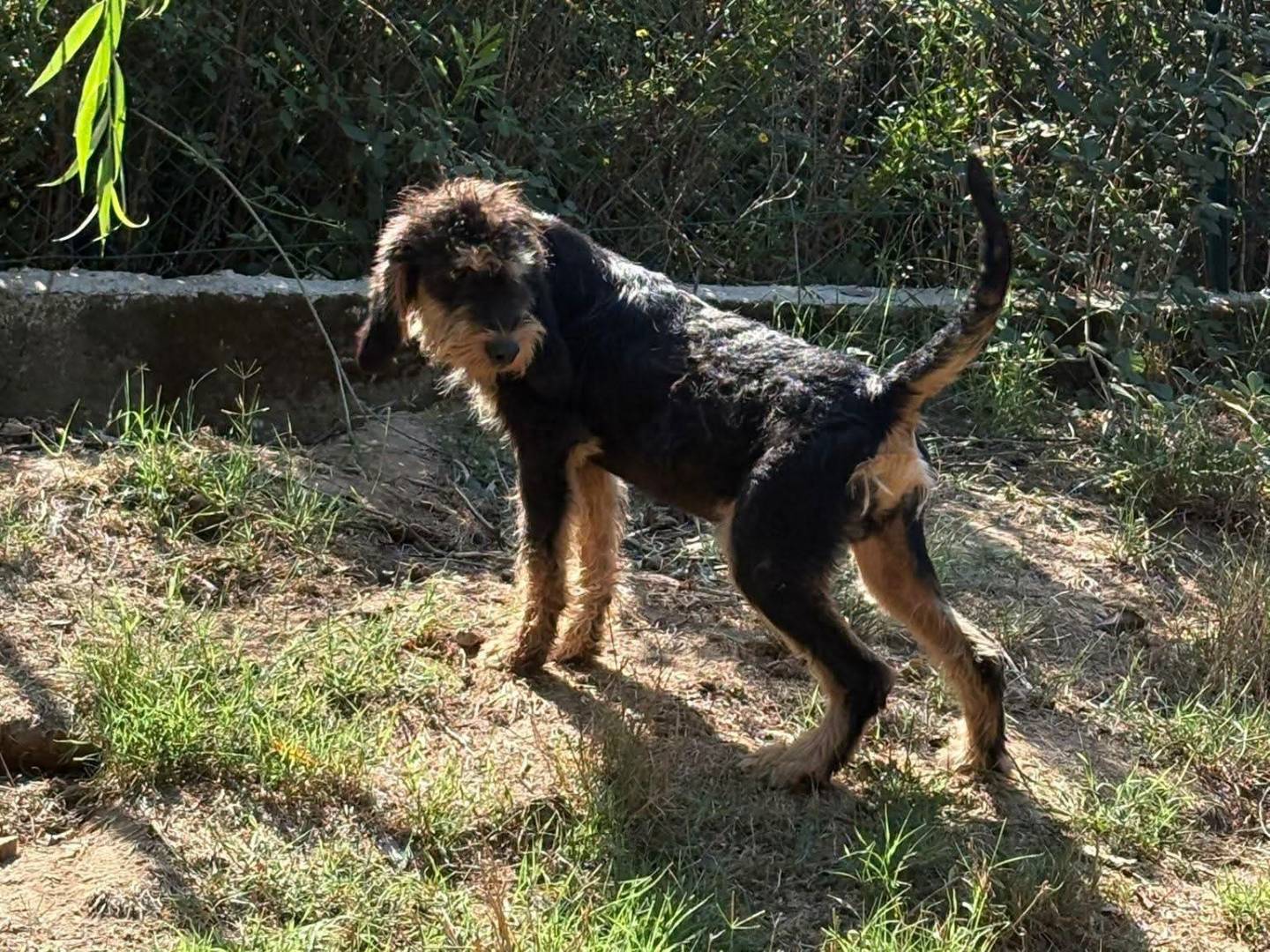 Adotta un cane, taglia piccola, maschio, Vibo