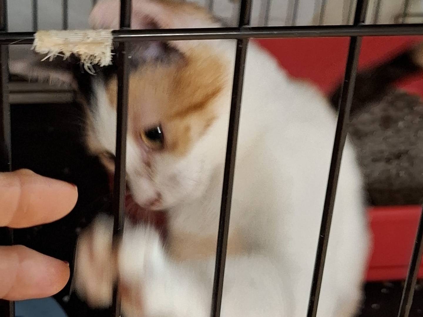 Adozione gatto, femmina, Razza sconosciuta Razza sconosciuta, 1 anno e 1 mese, taglia non valida, Novara