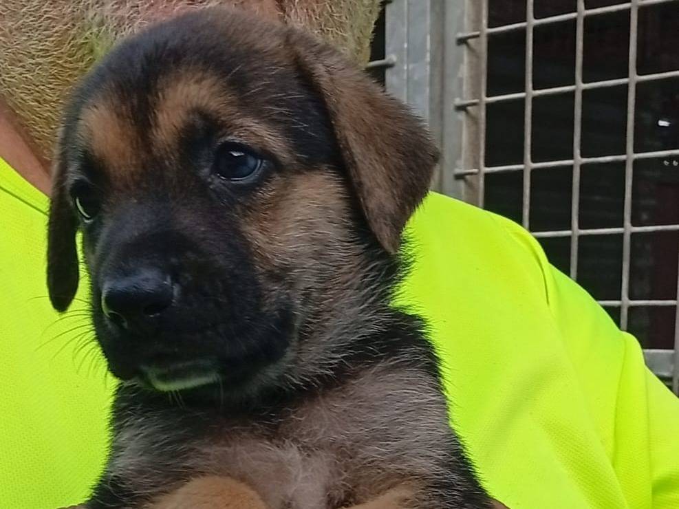 Adotta un cane, maschio, 1 mese, Cosenza