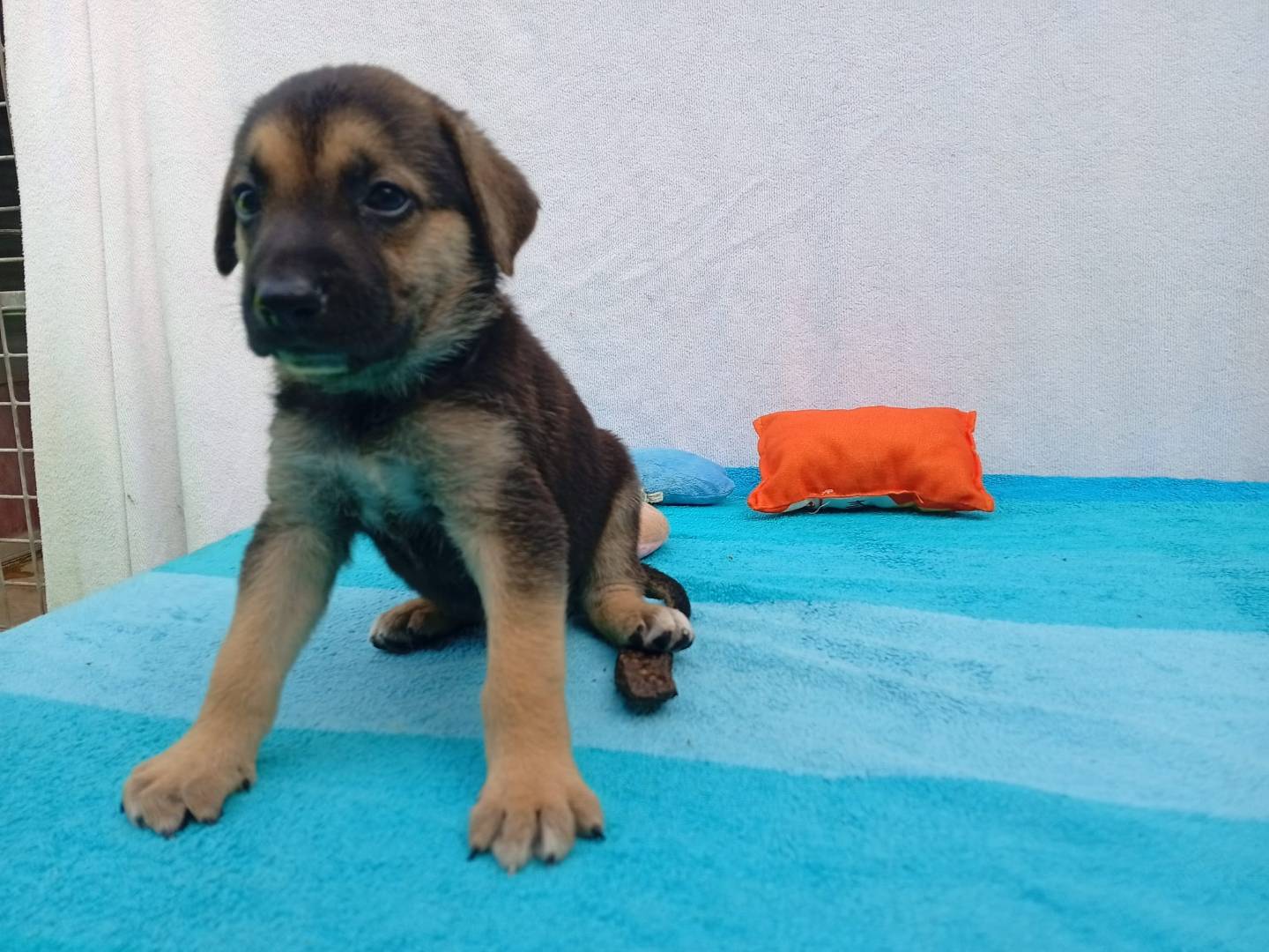 Adotta un cane, taglia grande, maschio, Cosenza