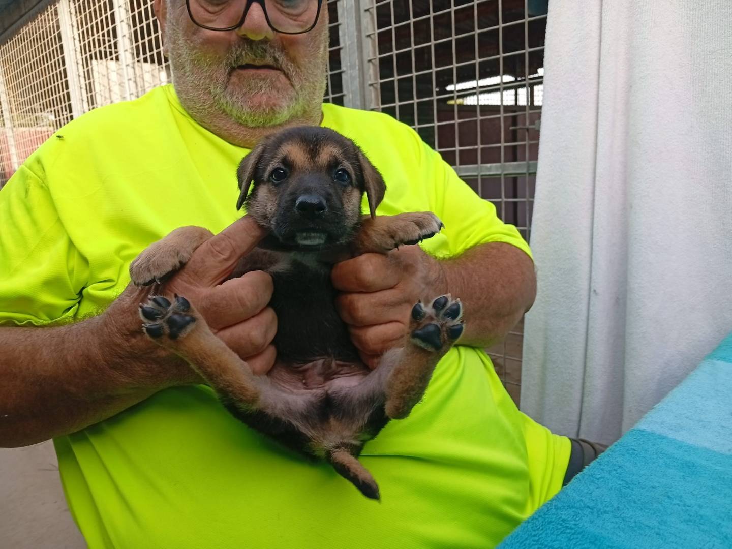 Adotta il cane Otto e I suoi fratellini  a Cosenza