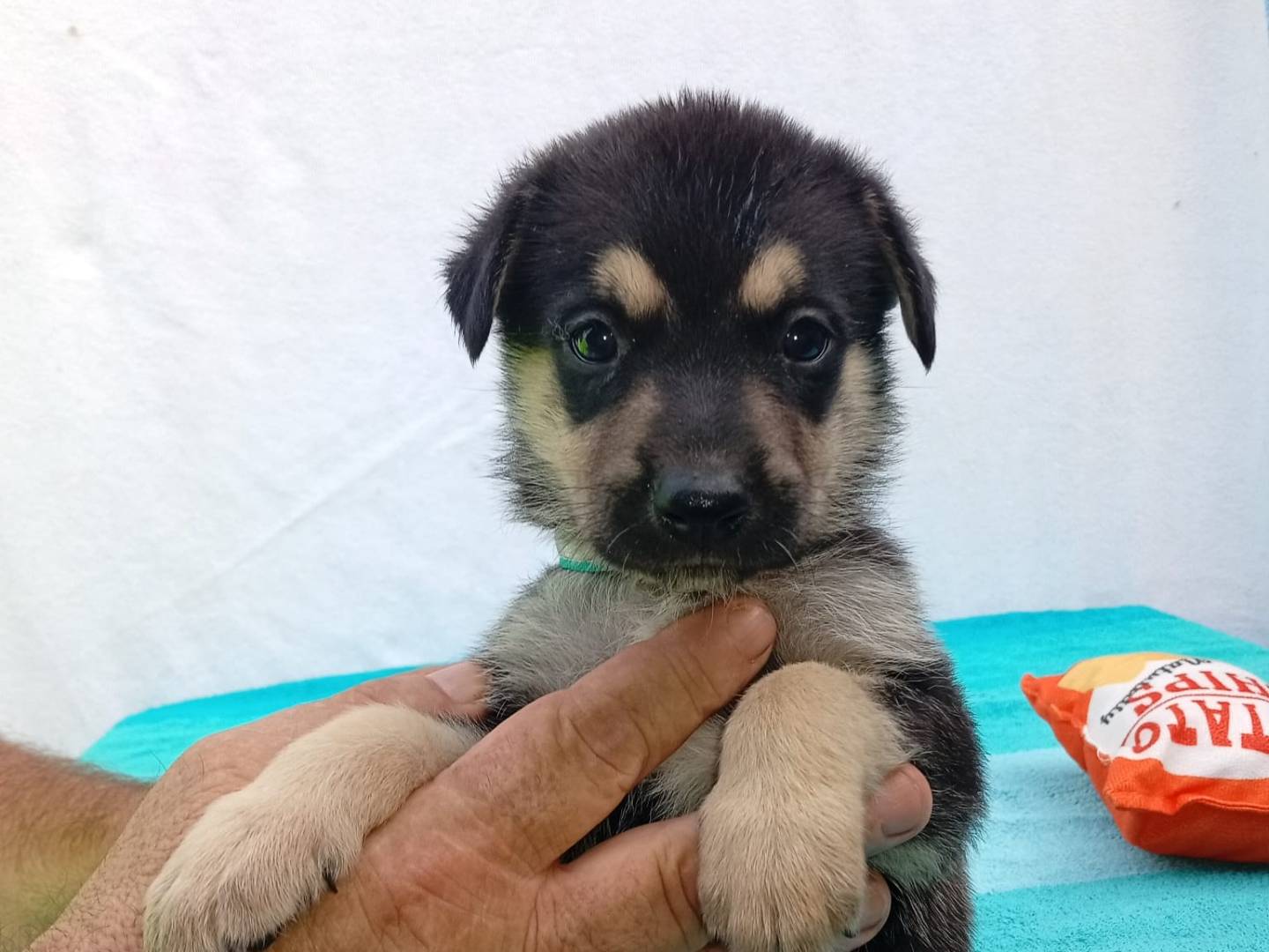 Adozione cane, maschio, Pastore tedesco Razza sconosciuta, 1 mese, taglia grande, Cosenza