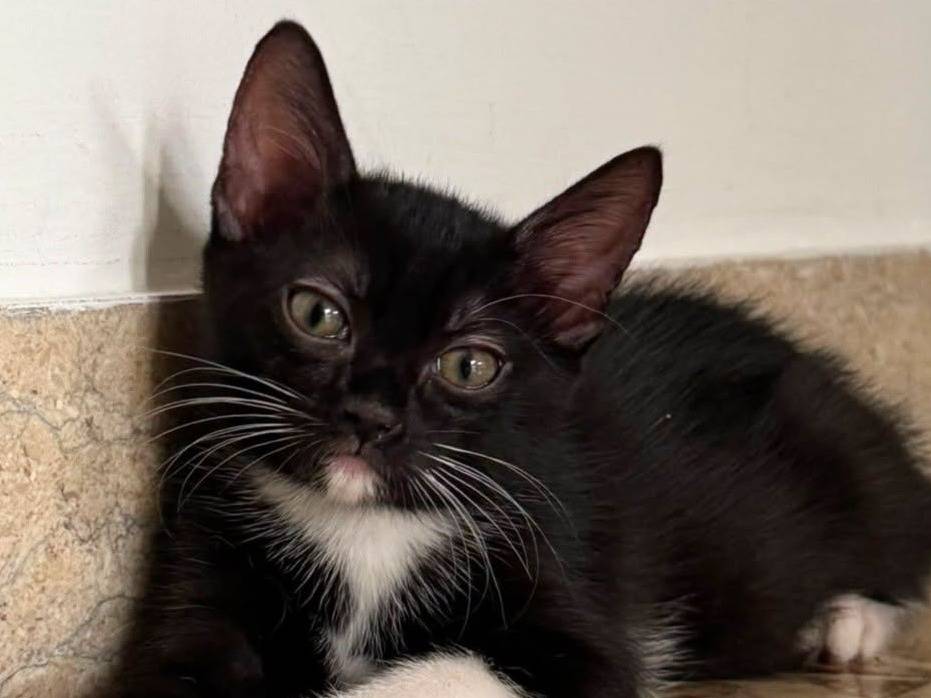 Adozione gatto, femmina, Razza sconosciuta Razza sconosciuta, 3 mesi, taglia non valida, Torino