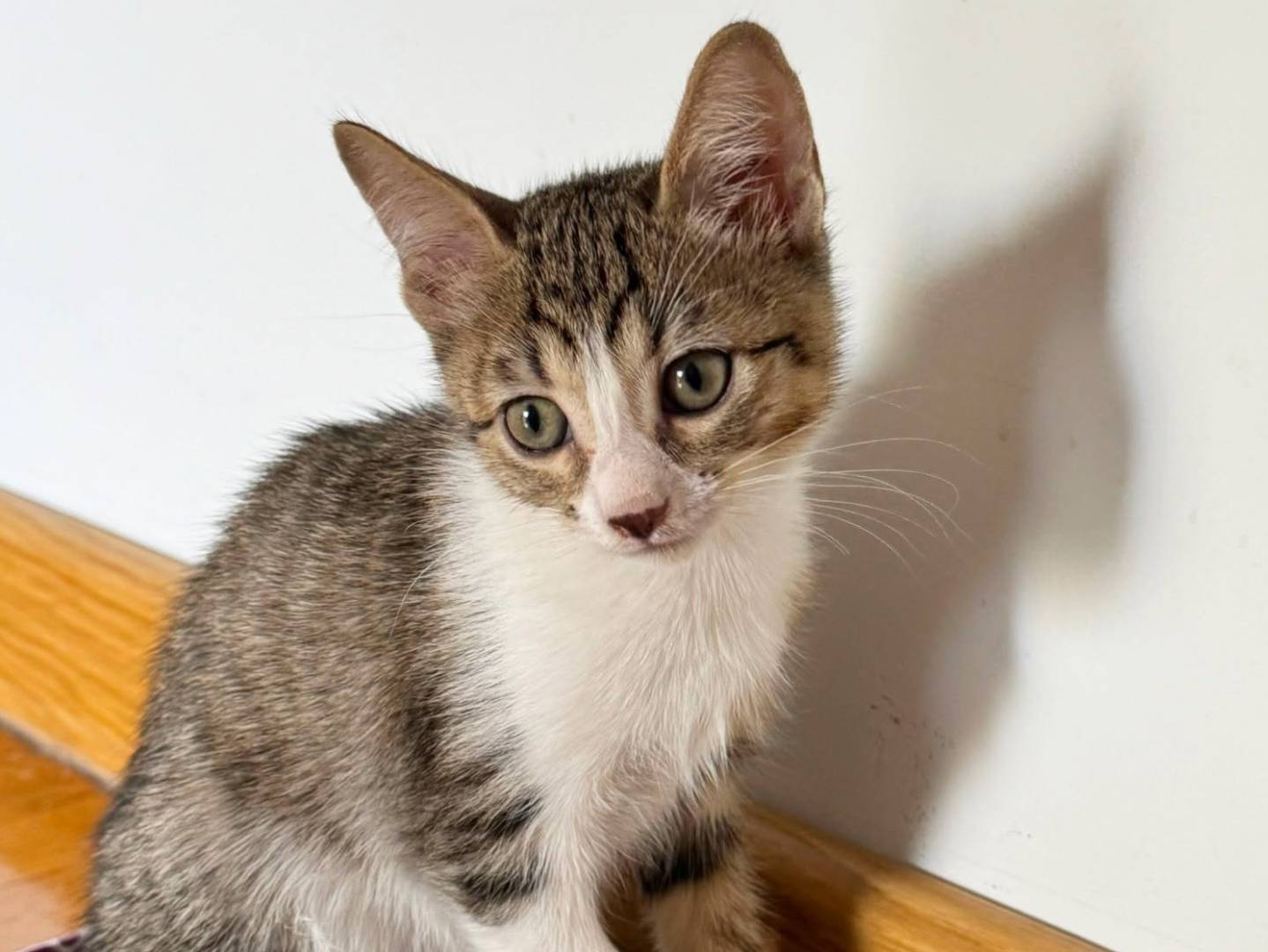 Adozione gatto, femmina, Razza sconosciuta Razza sconosciuta, 3 mesi, taglia non valida, Torino
