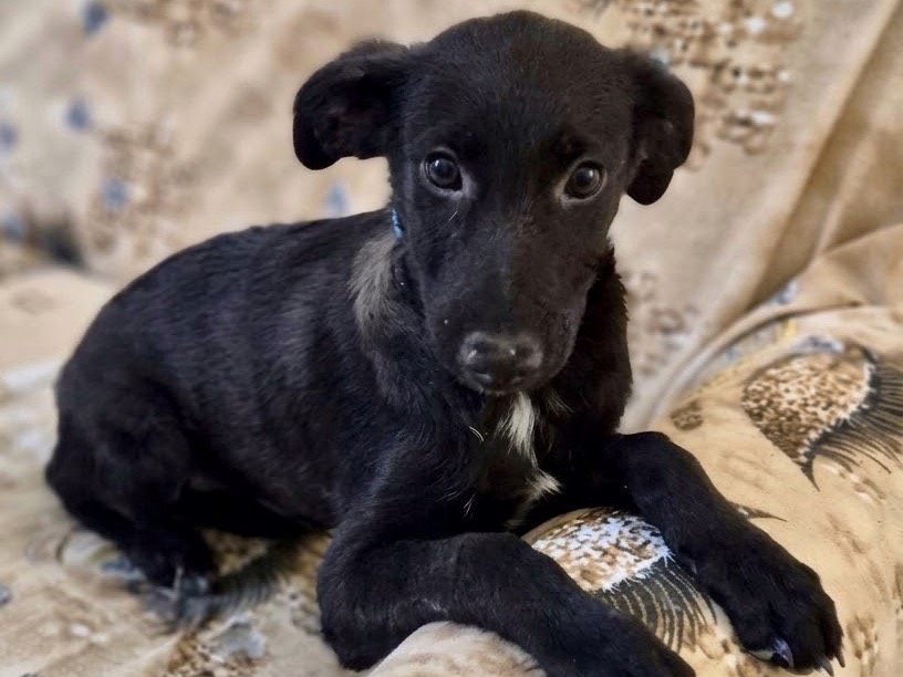 Adotta il cane Robin a Savona