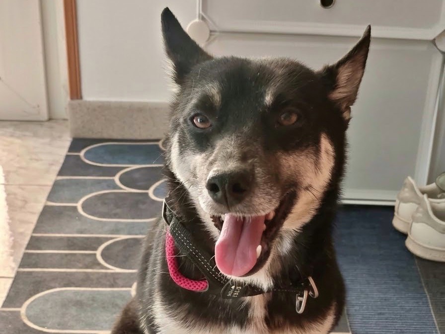 Adozione cane, femmina, Razza sconosciuta Razza sconosciuta, 1 anno e 6 mesi, taglia piccola, Potenza