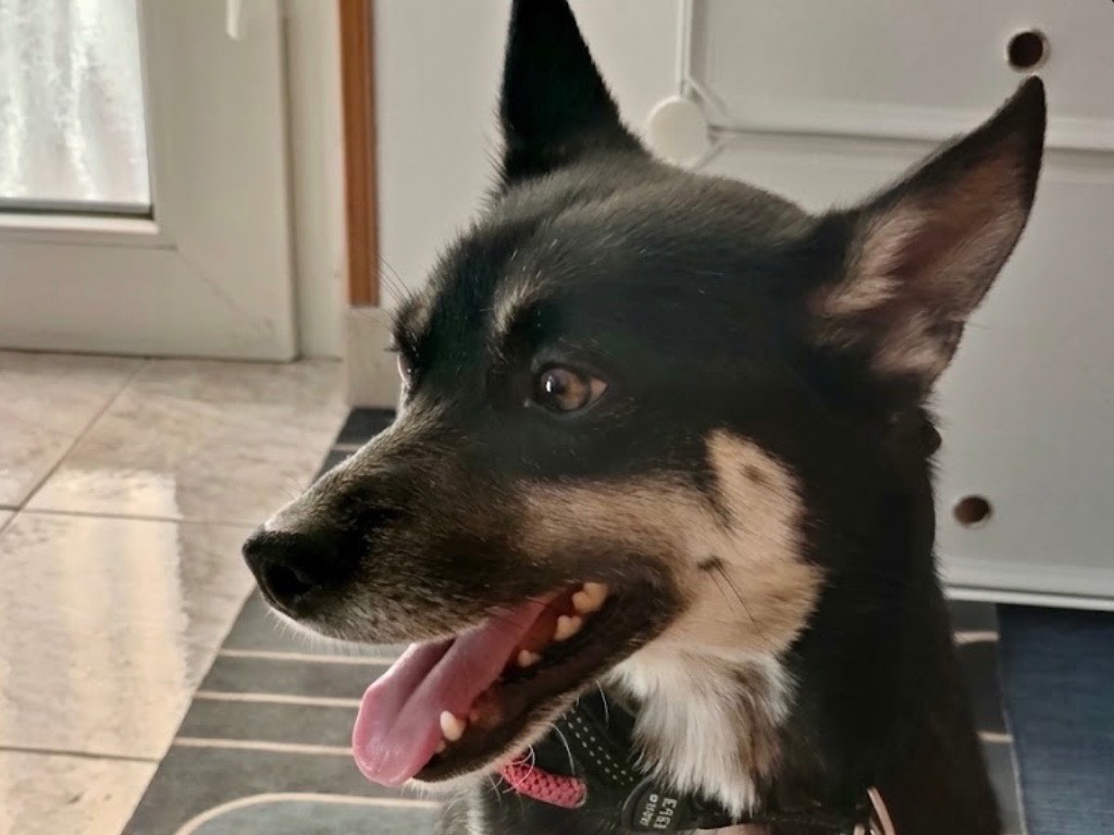 Adotta un cane, femmina, 1 anno e 6 mesi, Potenza