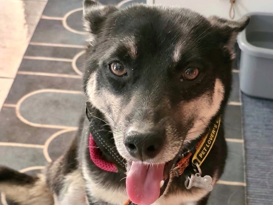 Adotta un cane, taglia piccola, femmina, Potenza