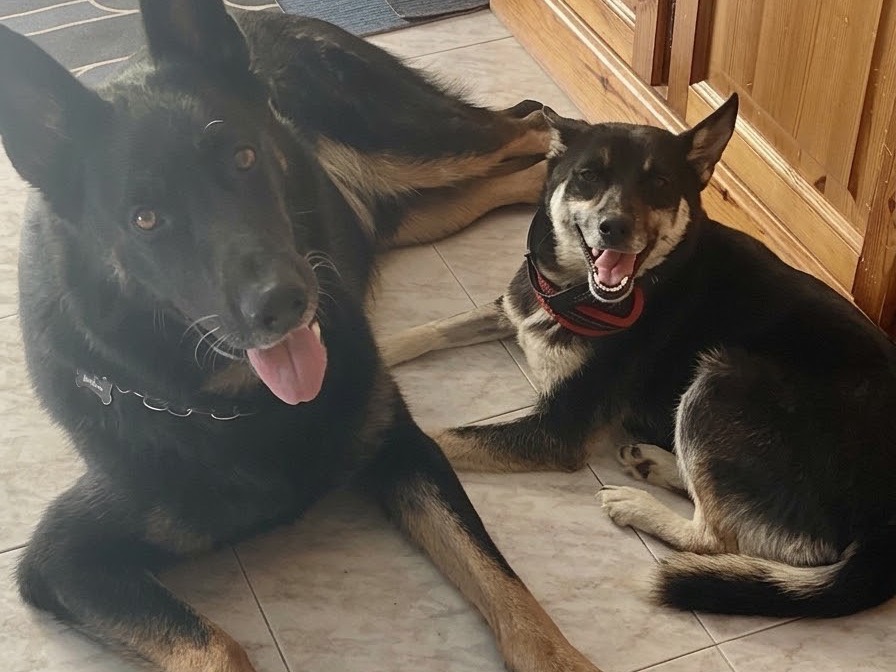 Vuoi adottare un cane a Potenza?