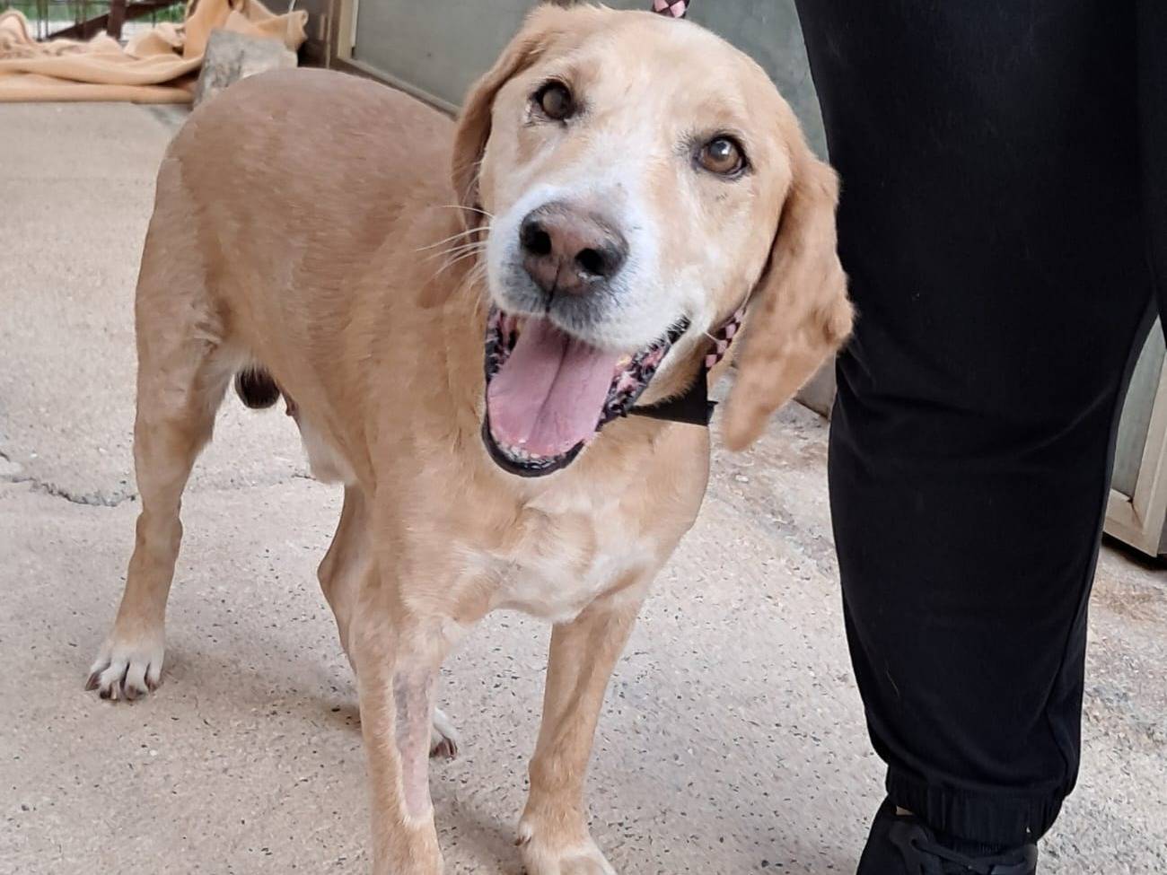 Adotta un cane, maschio, 11 anni e 5 mesi, Milano