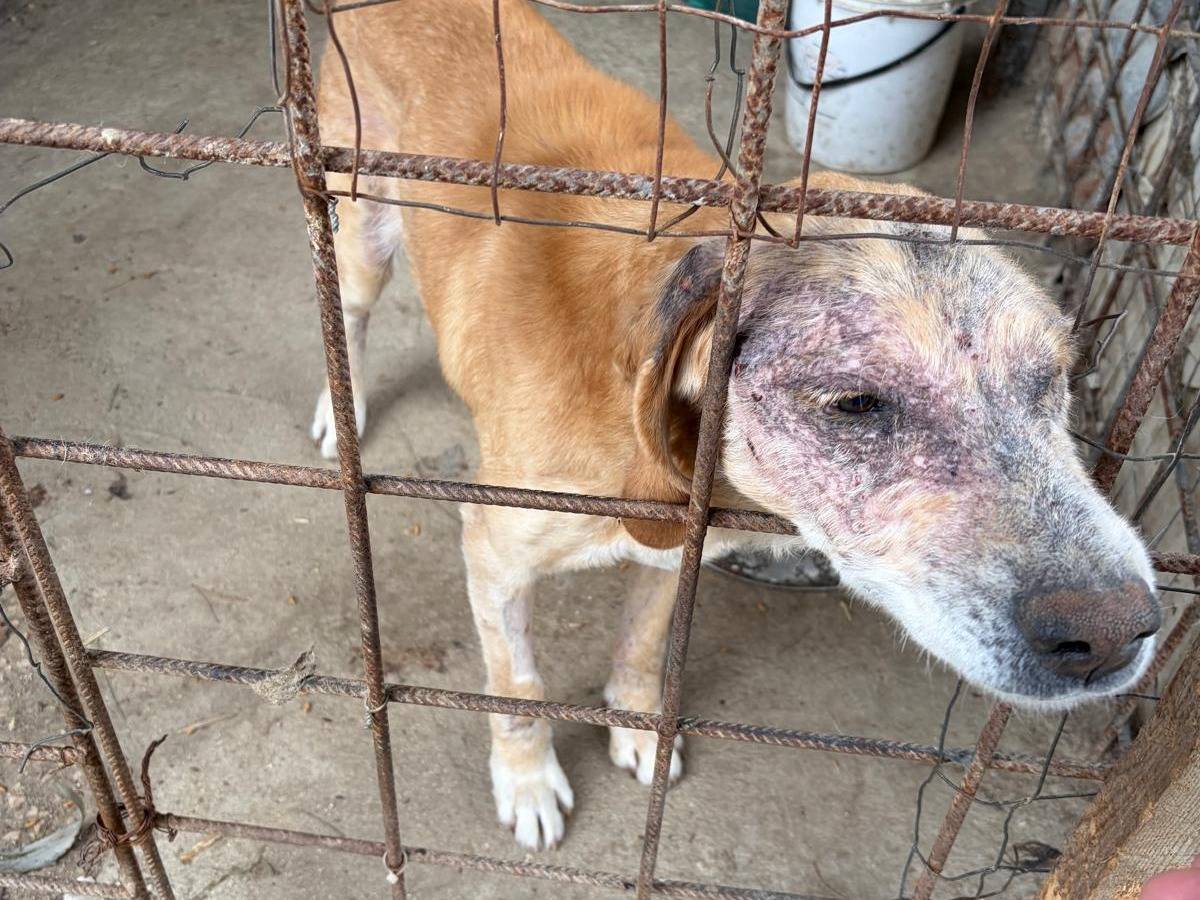Adotta un cane, taglia media, maschio, Milano