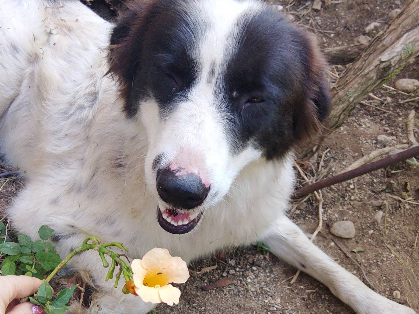 Adotta un cane, taglia grande, maschio, Reggio