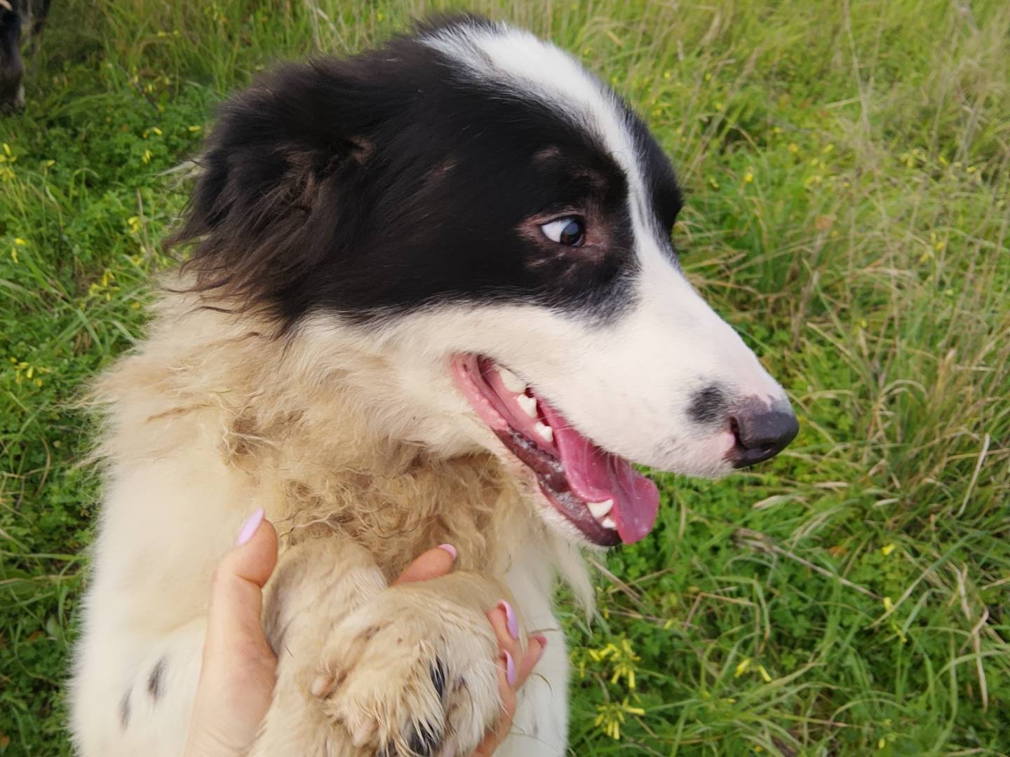 Vuoi adottare un cane a Reggio?