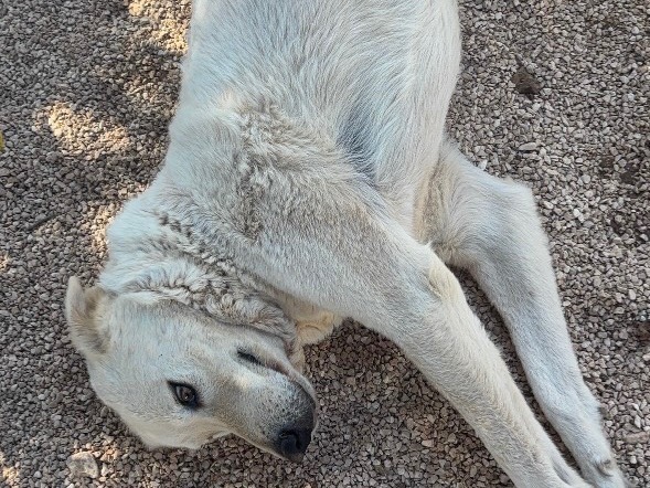 Adotta un cane, maschio, 2 anni e 7 mesi, Taranto