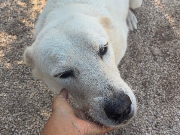 Adozione cane, maschio, Labrador Retriever Razza sconosciuta, 2 anni e 7 mesi, taglia grande, Taranto