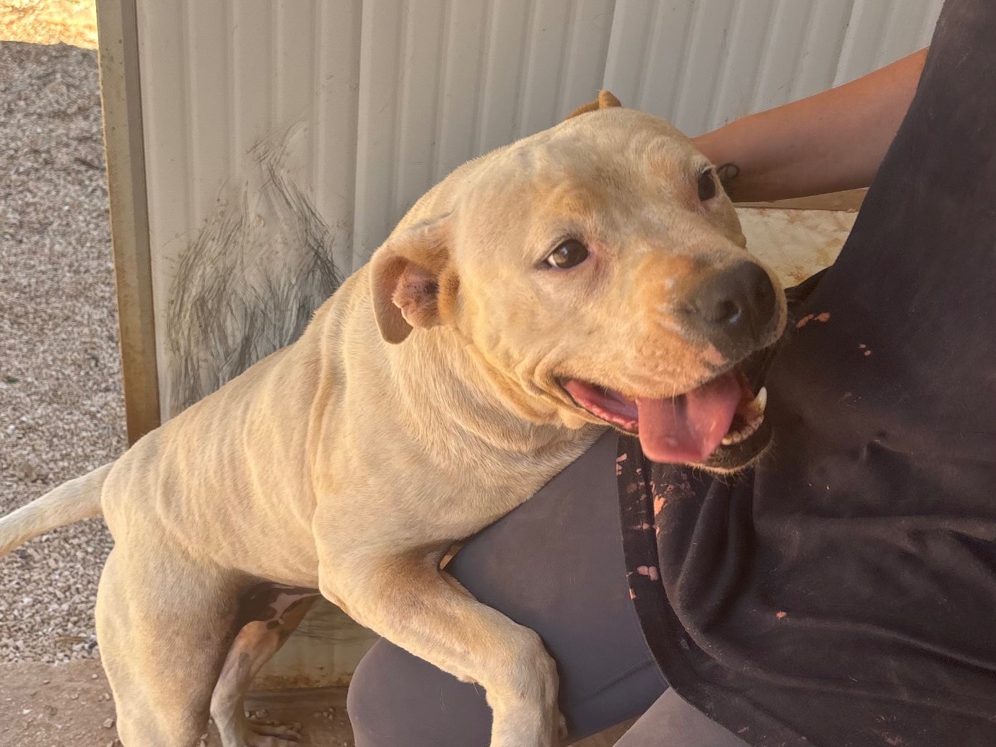 Adozione cane, femmina, Pitbull Razza sconosciuta, 7 anni, taglia media, Taranto